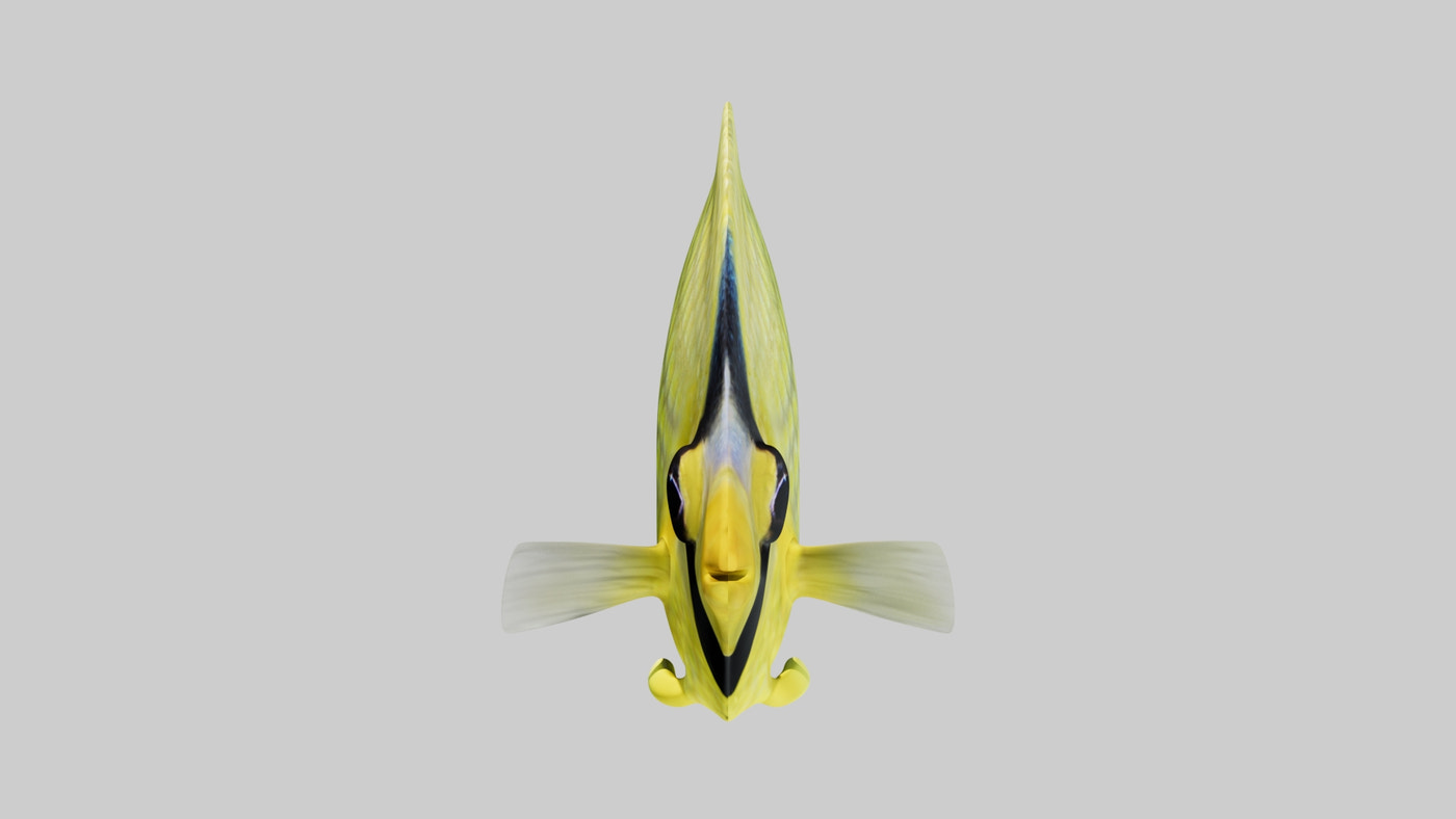 Latticed Butterfly Fish 3D Model - 360 Degree View