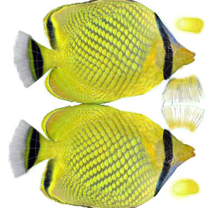 Latticed Butterfly Fish 3D Model Thumbnail
