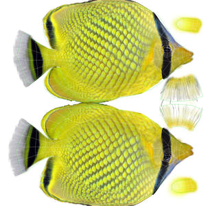 Latticed Butterfly Fish 3D Model Thumbnail