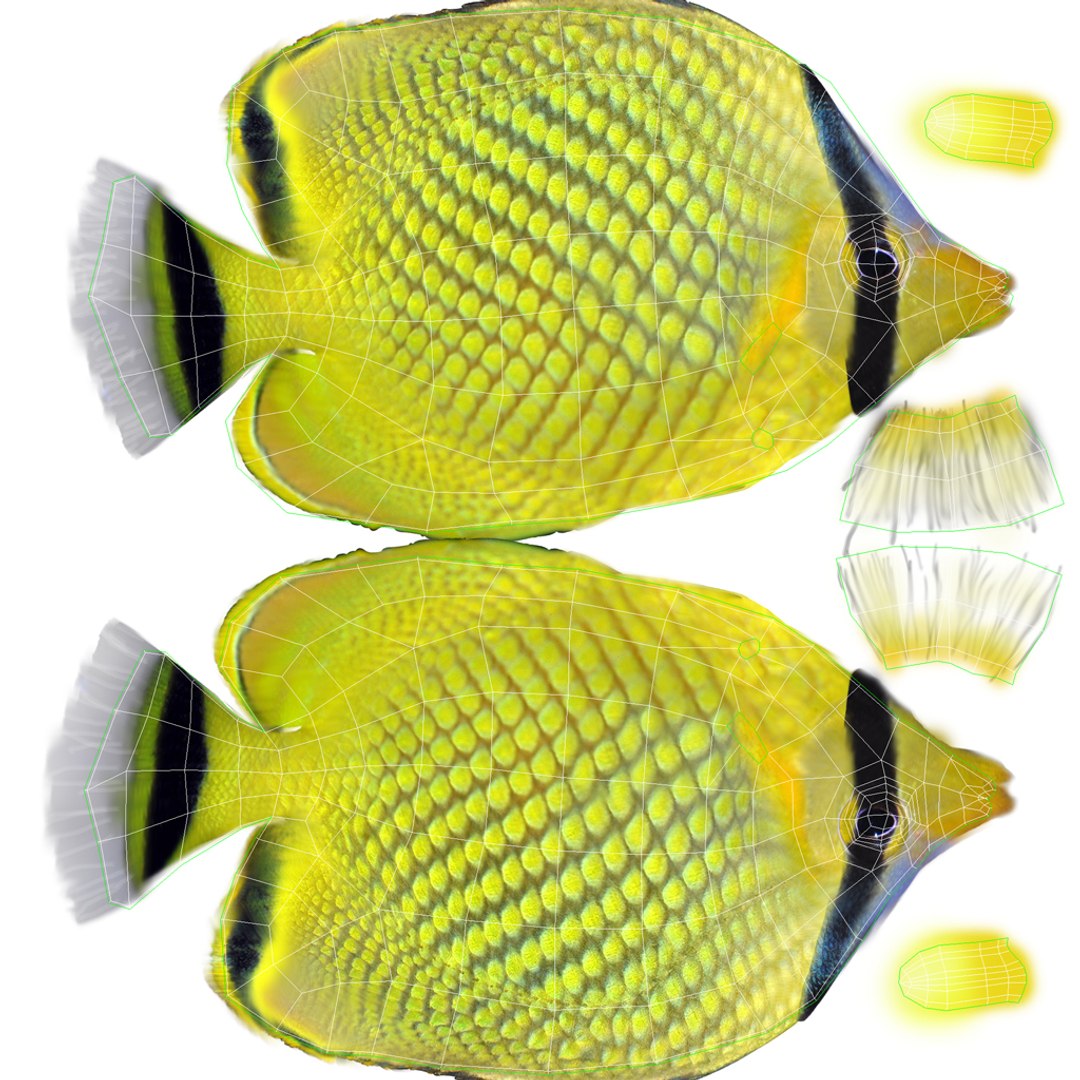 격자무늬 나비고기 3D 모델