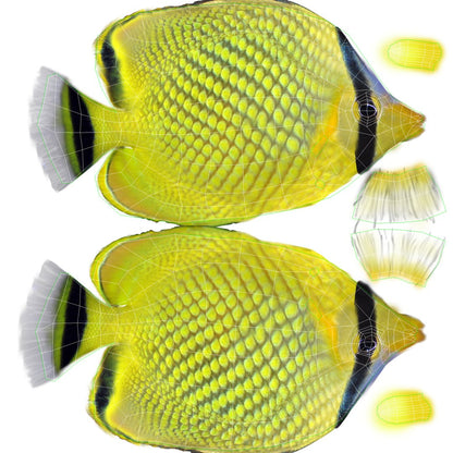 Latticed Butterfly Fish 3D Model
