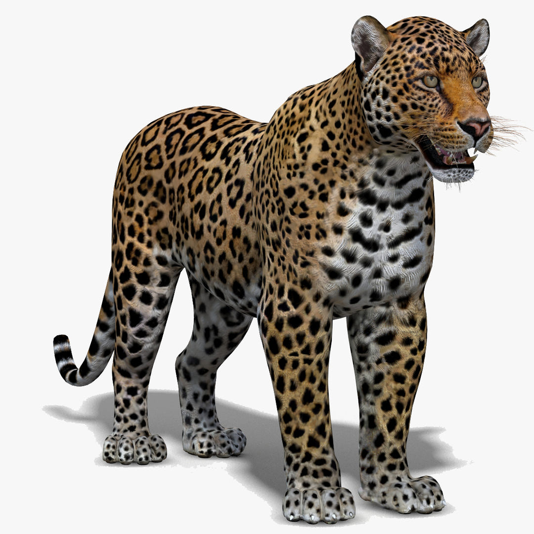 Realistic Leopard 3D Model for Download