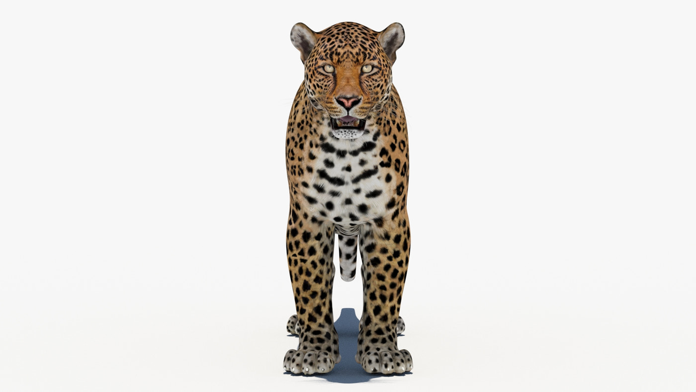 Leopard Animated Fur 3D Model - 360 Degree View