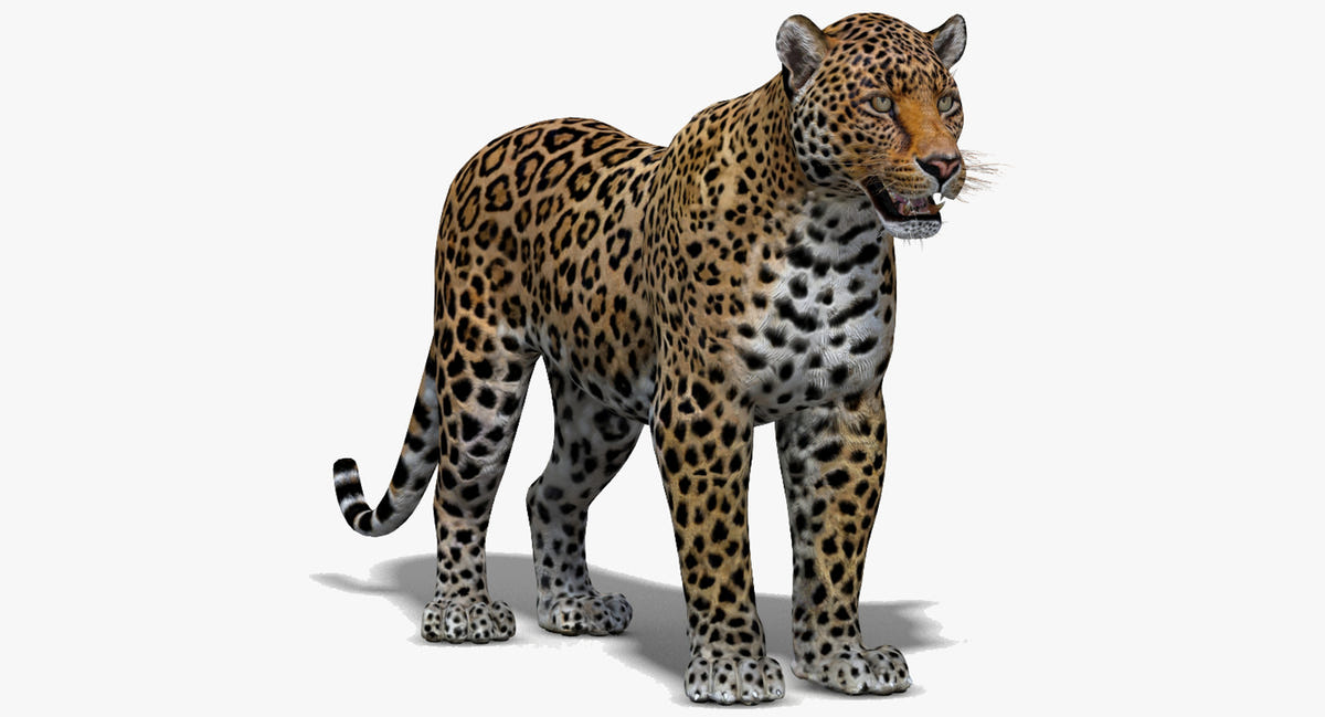Realistic Leopard 3D Model for Download