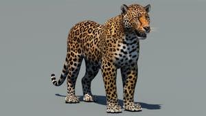 Realistic Leopard 3D Model for Download Thumbnail