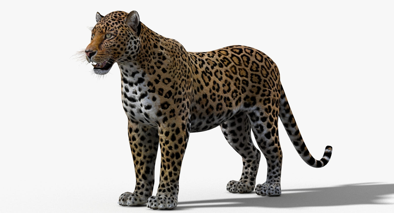 Realistic Leopard 3D Model for Download