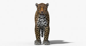 Leopard standing on a white background Thumbnail