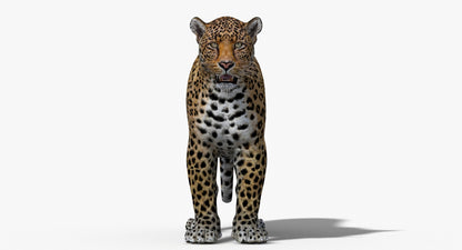 Big Cats 03 3D Model