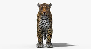 Big Cats 3D Model Thumbnail