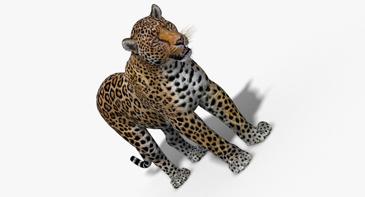 Big Cats 3D Model