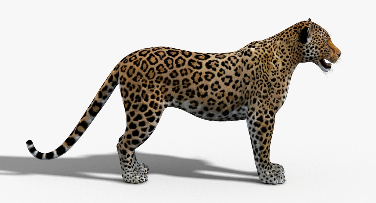 Big Cats 03 3D Model