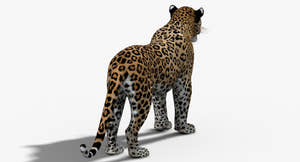 Big Cats 03 3D Model Thumbnail