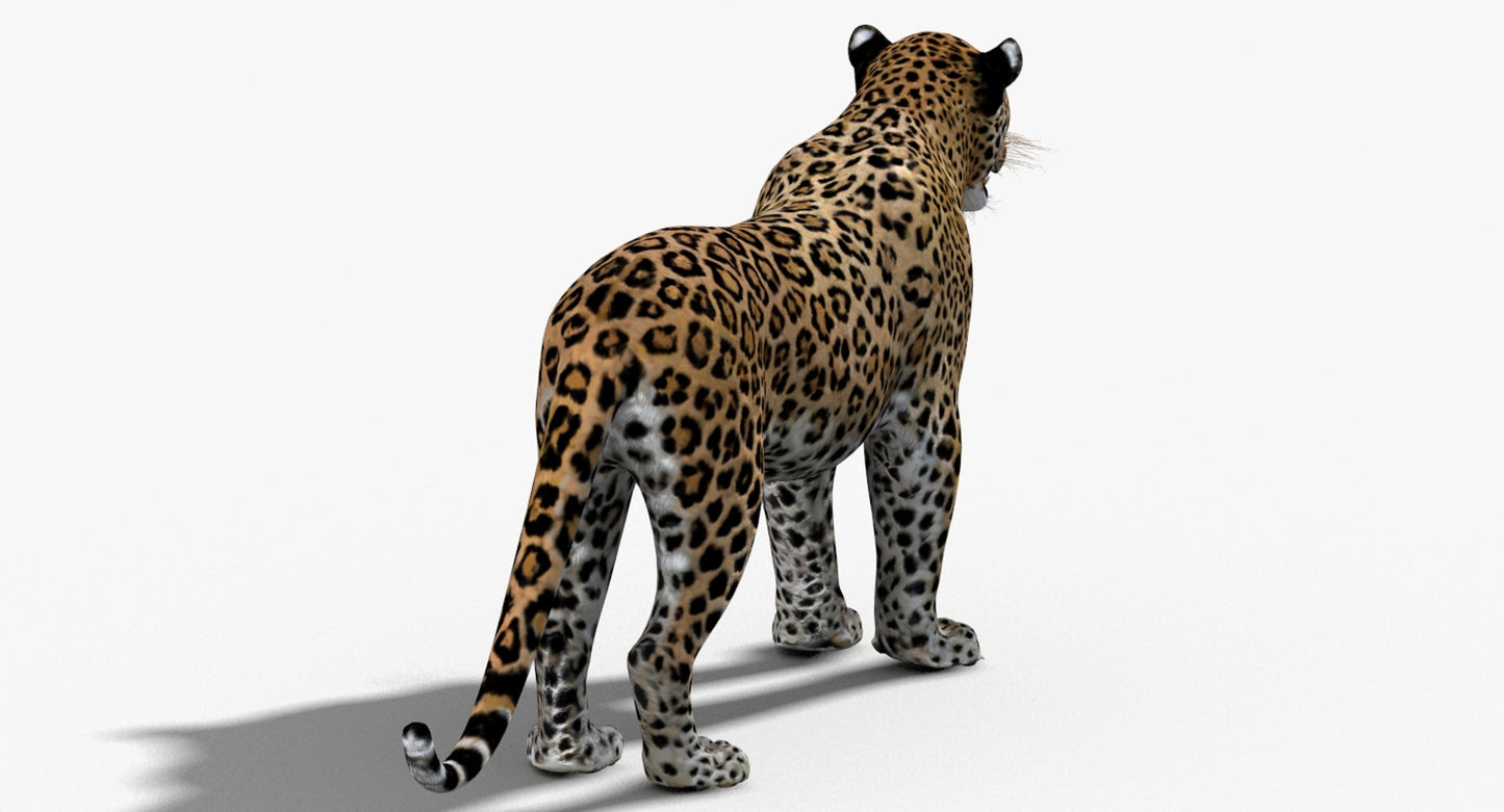 Big Cats 03 3D Model