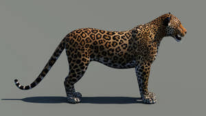 Realistic Leopard 3D Model for Download Thumbnail