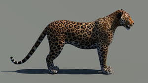 Realistic Leopard 3D Model for Download Thumbnail