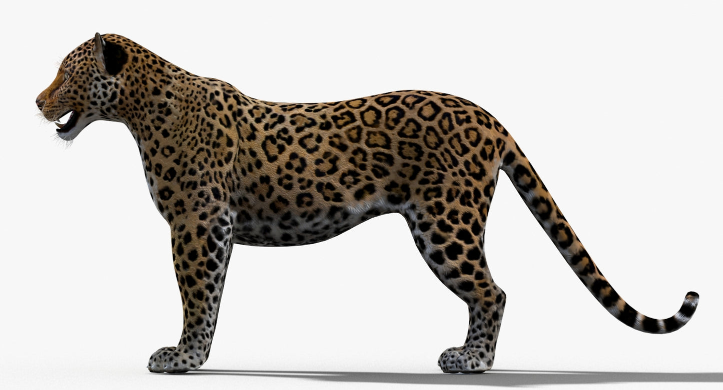 Big Cats 03 3D Model