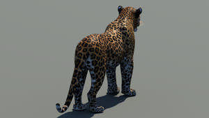 Realistic Leopard 3D Model for Download Thumbnail