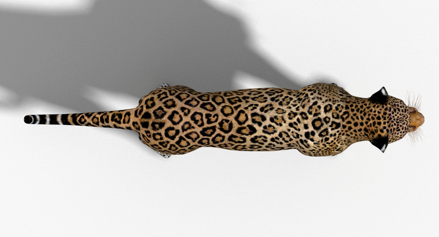 Big Cats 03 3D Model