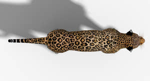 Big Cats 3D Model Thumbnail