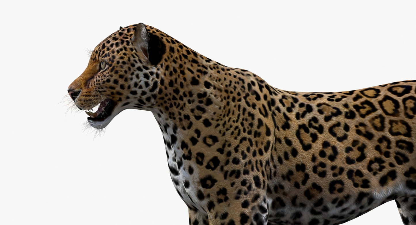 Big Cats 03 3D Model