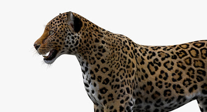 Big Cats 03 3D Model