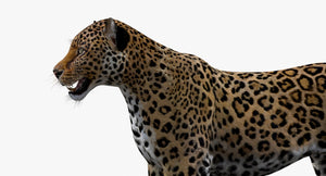 Big Cats 3D Model Thumbnail