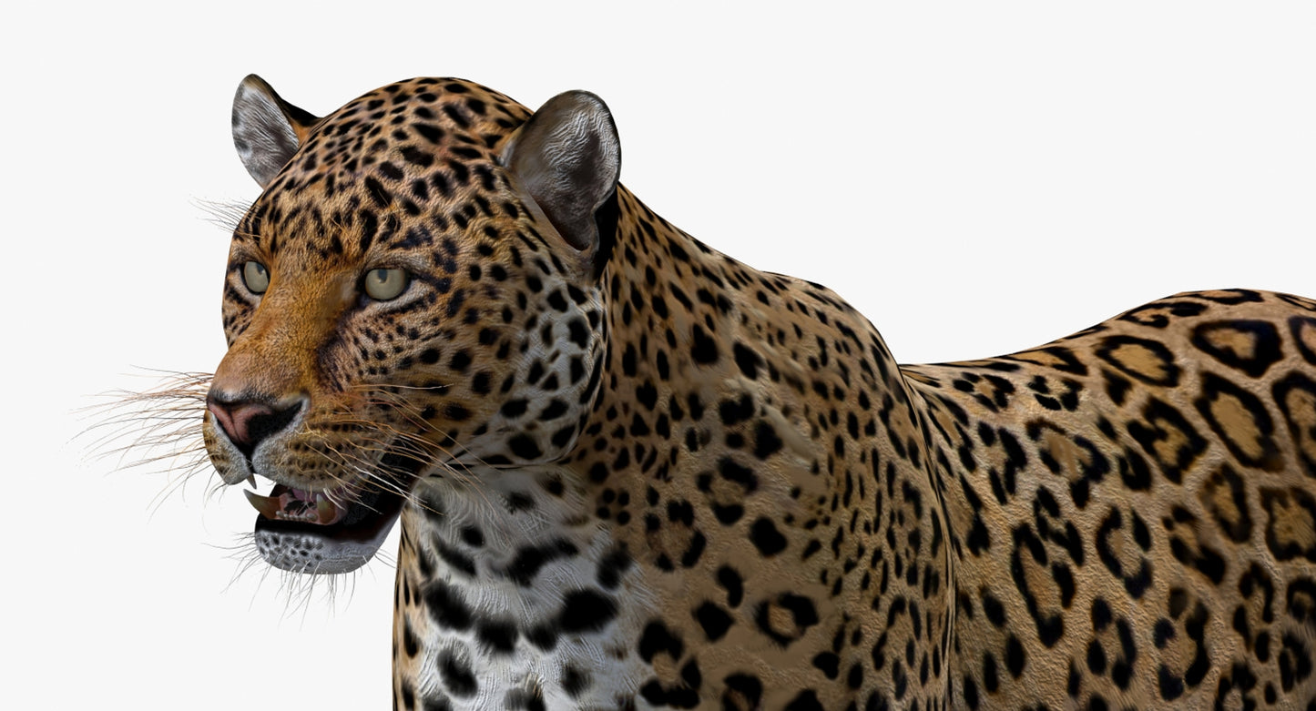 Big Cats 03 3D Model