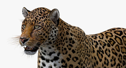 Big Cats 03 3D Model
