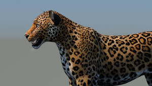 Realistic Leopard 3D Model Head Close Up for Download Thumbnail