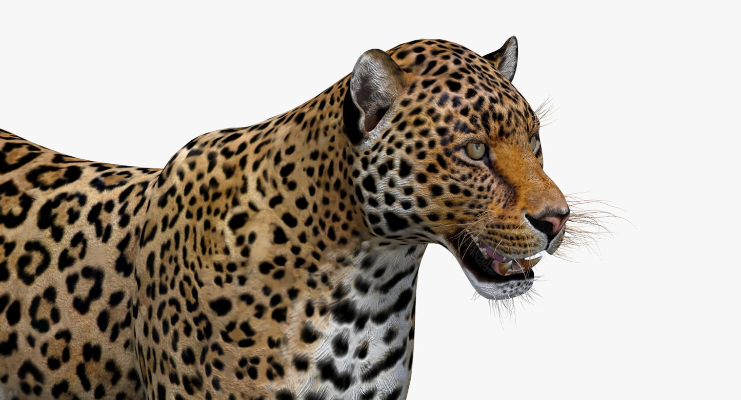 Big Cats 03 3D Model