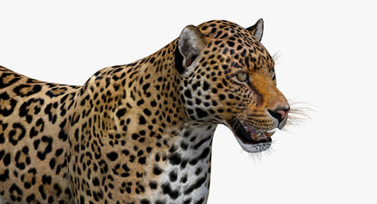 Big Cats 03 3D Model