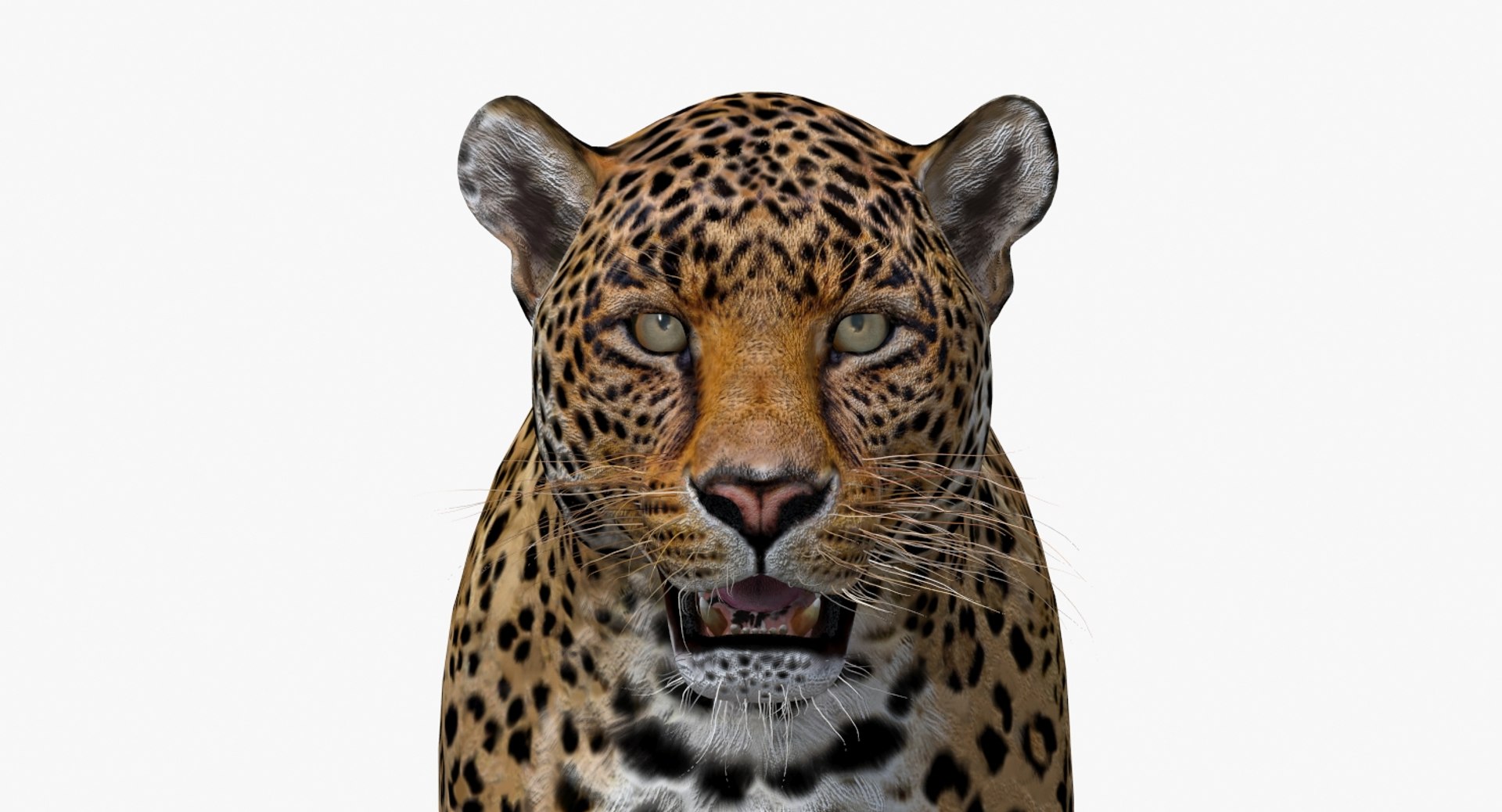 Big Cats 3D Model