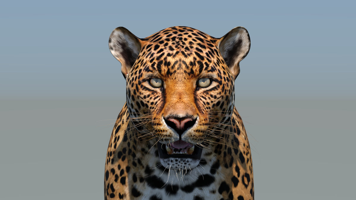 Realistic Leopard 3D Model Head Close Up for Download