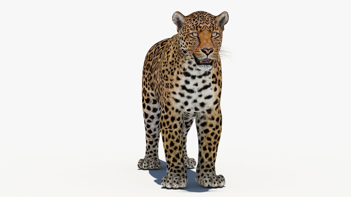 Game-Ready Leopard 3D Model - Low-Poly - 360 Degree View