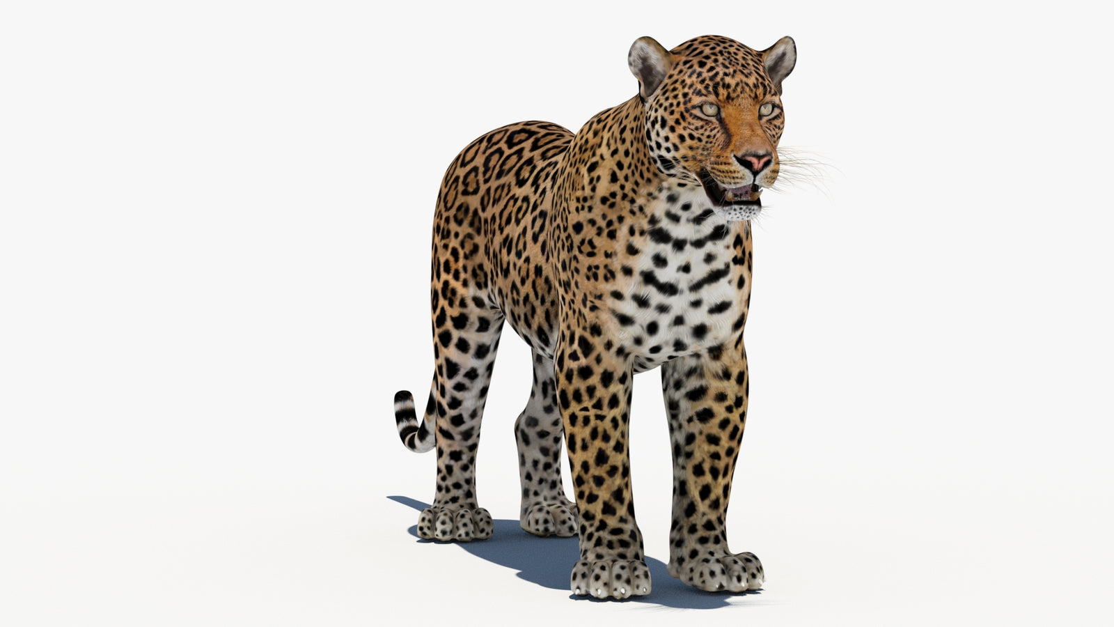 Leopard 3D Model 360° view 1 frame 2