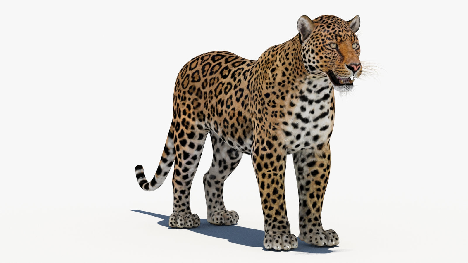 Leopard 3D Model 360° view 1 frame 3
