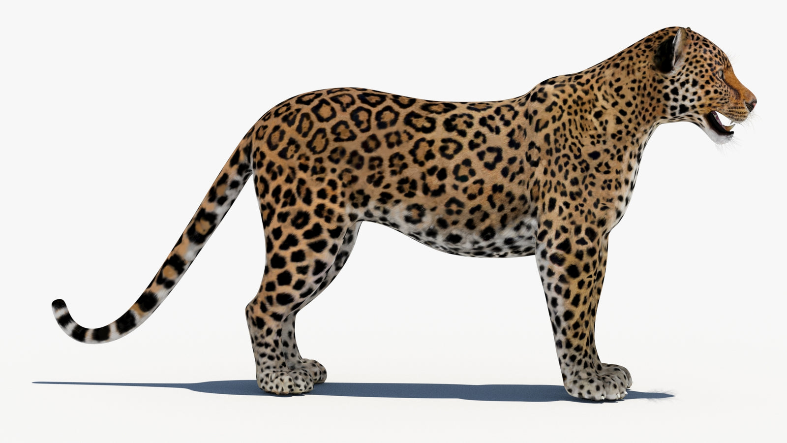 Leopard 3D Model 360° view 1 frame 8