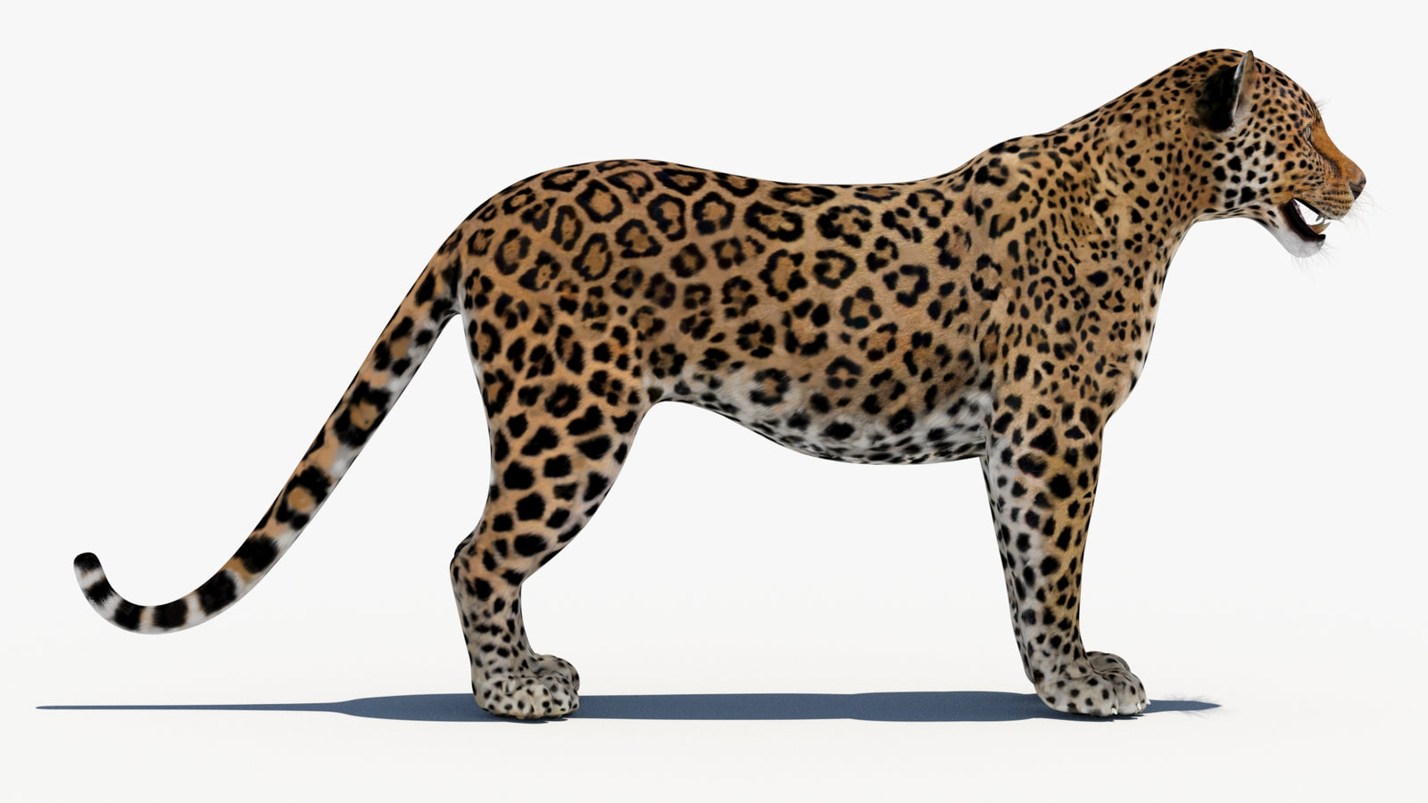 Leopard 3D Model 360° view 1 frame 9