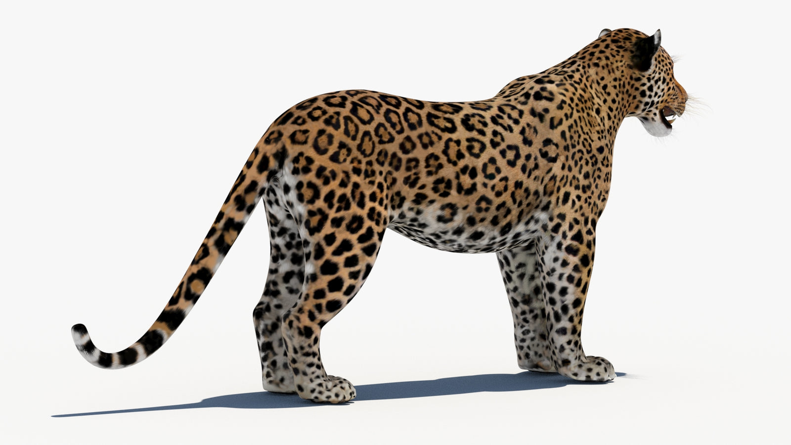 Leopard 3D Model 360° view 1 frame 12