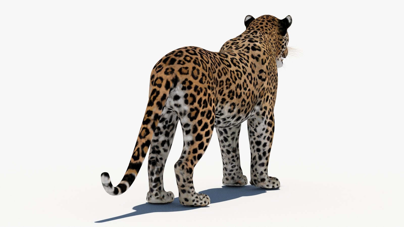 Leopard 3D Model 360° view 1 frame 15