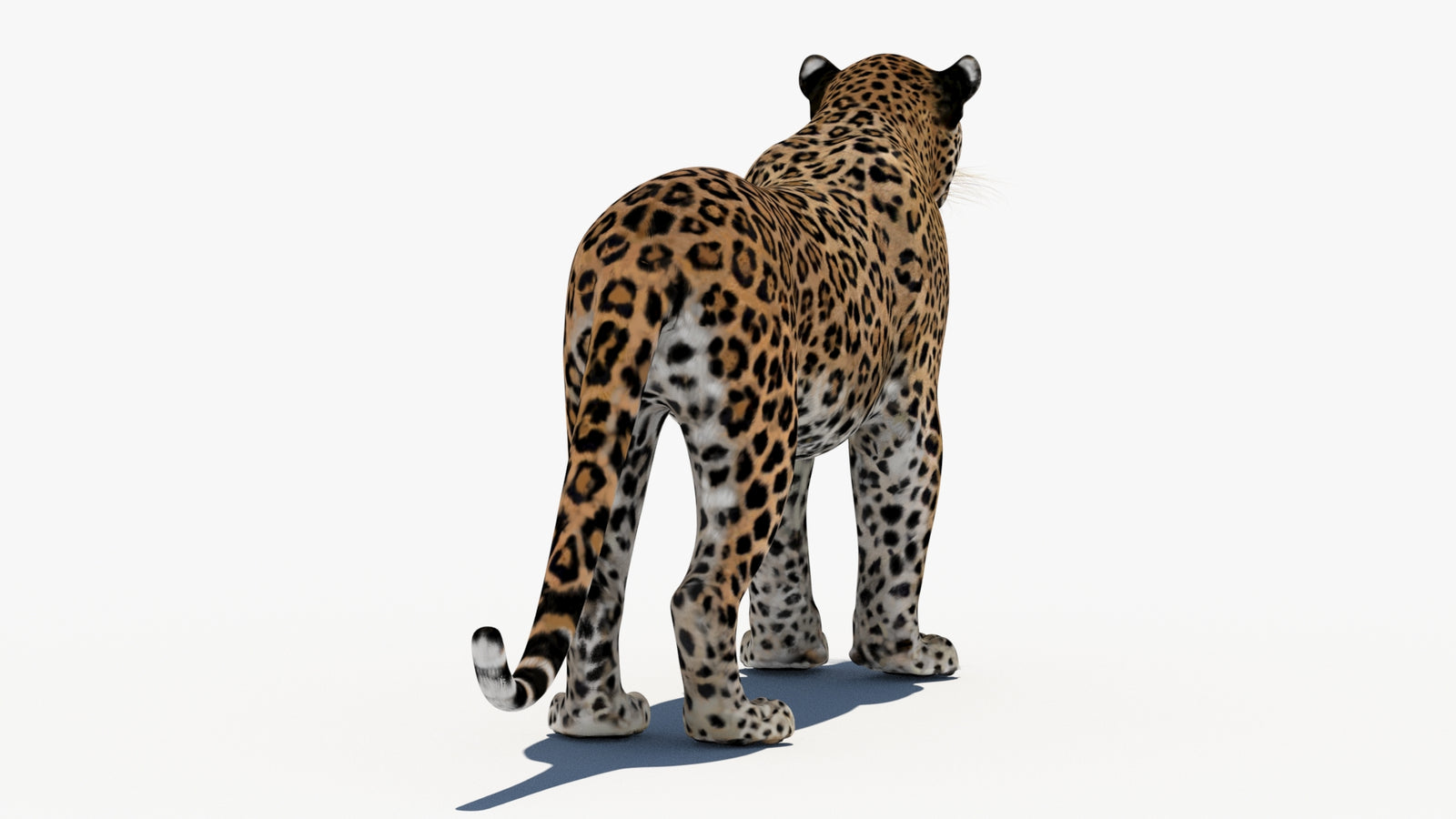 Leopard 3D Model 360° view 1 frame 16