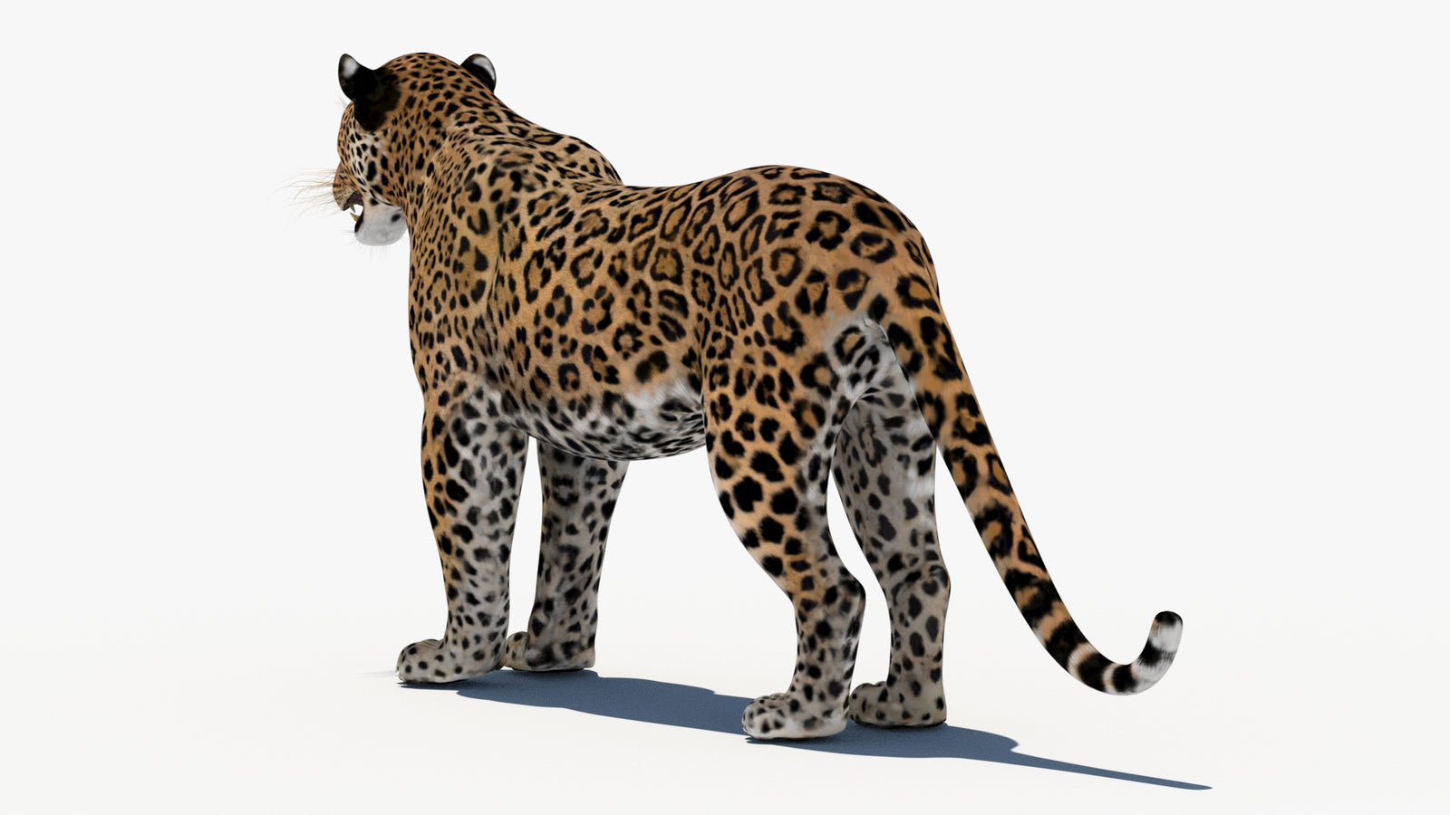 Leopard 3D Model 360° view 1 frame 22