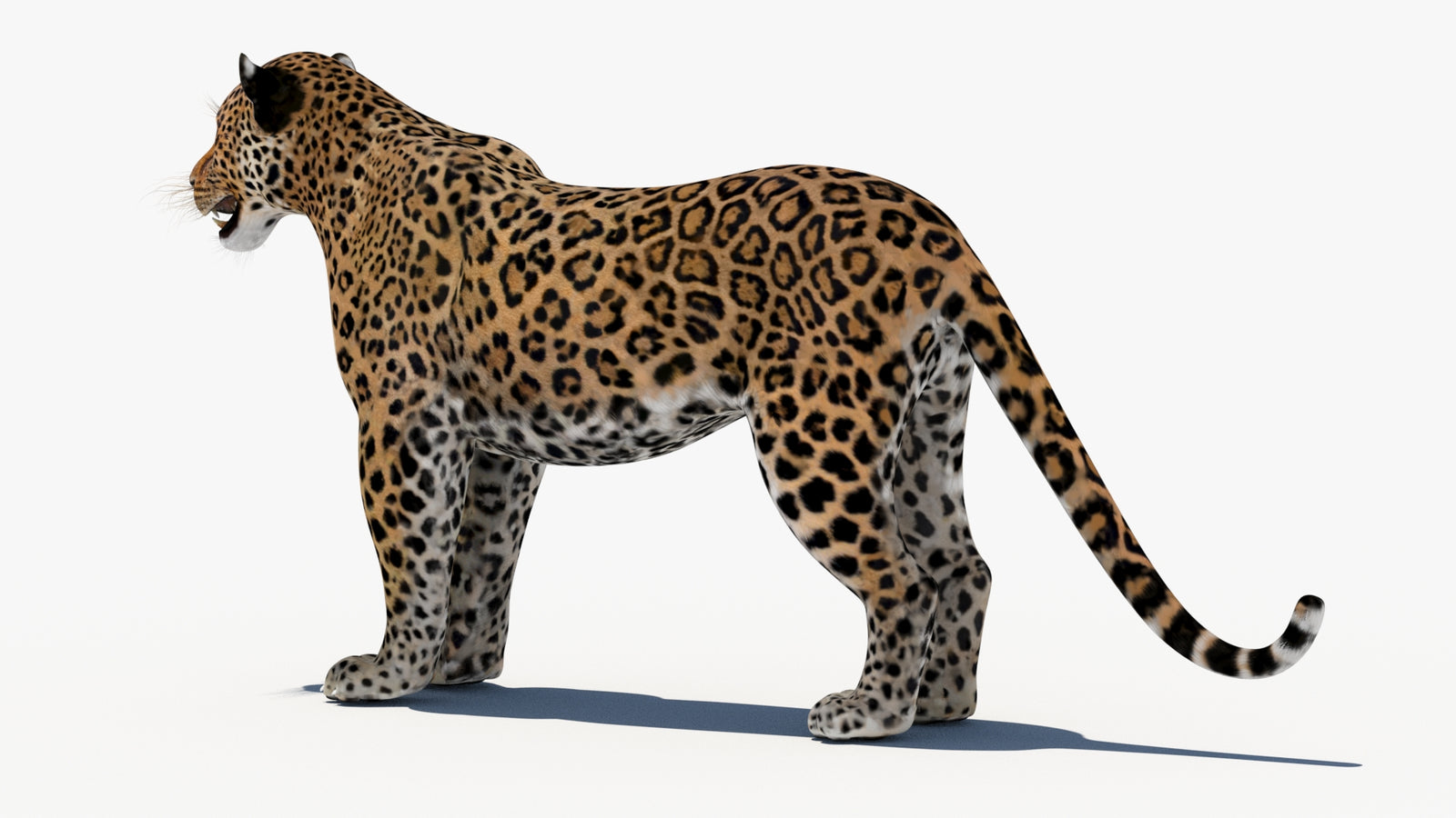 Leopard 3D Model 360° view 1 frame 24