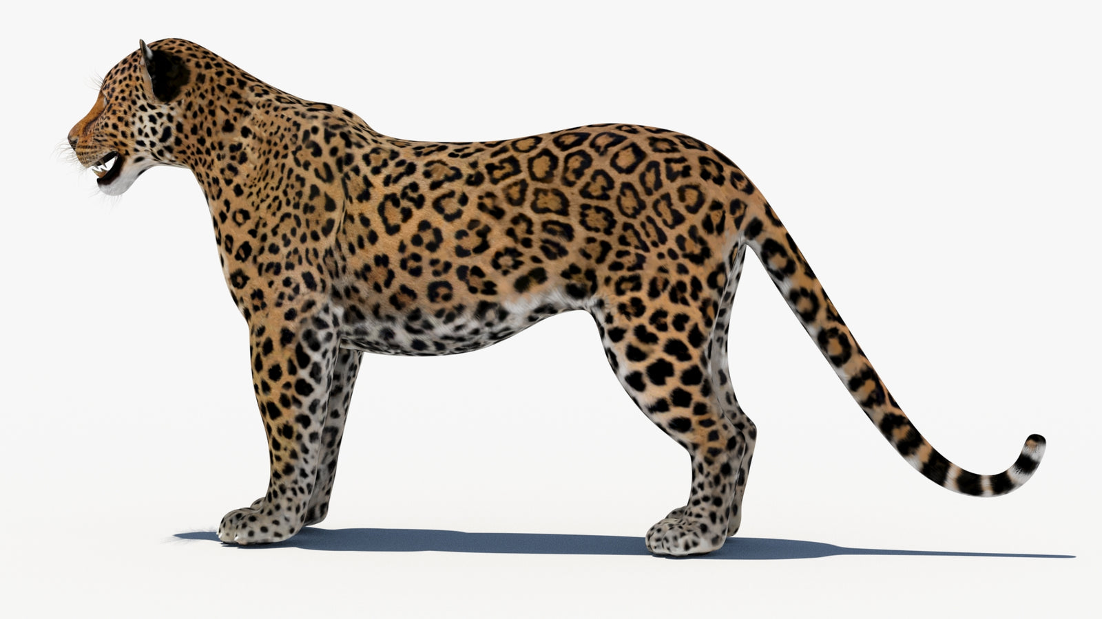Leopard 3D Model 360° view 1 frame 26