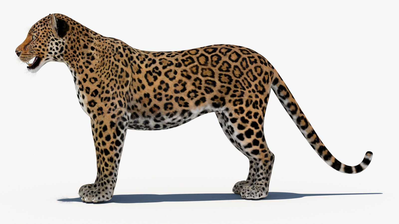Leopard 3D Model 360° view 1 frame 28
