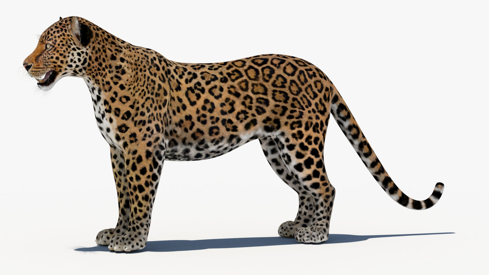 Leopard 3D Model 360° view 1 frame 29