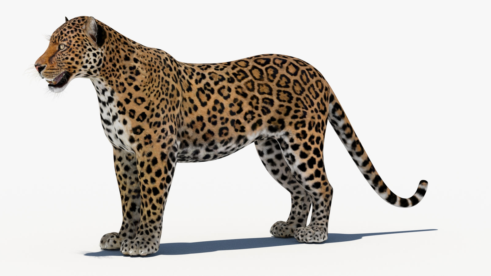 Leopard 3D Model 360° view 1 frame 30