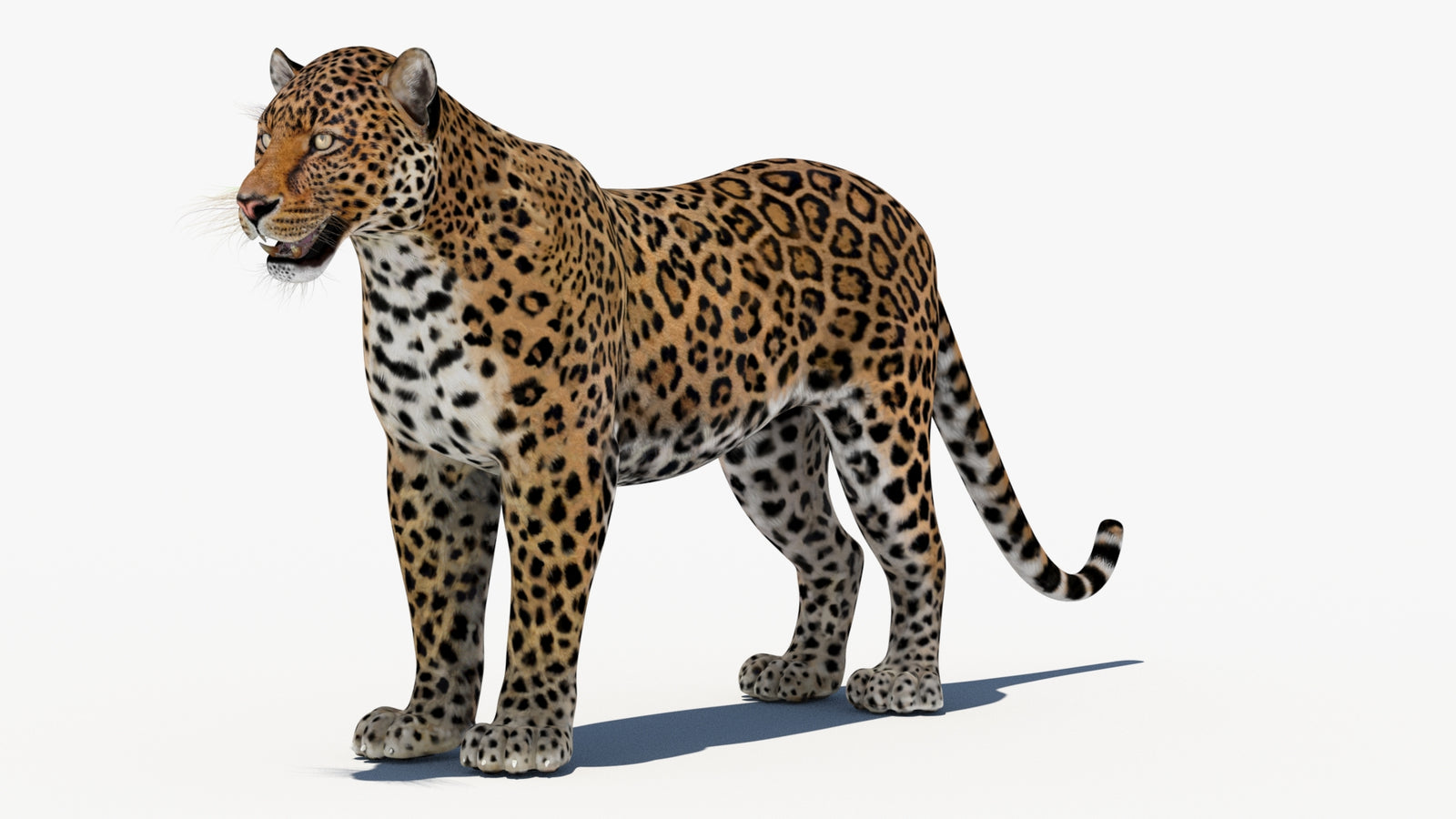 Leopard 3D Model 360° view 1 frame 32