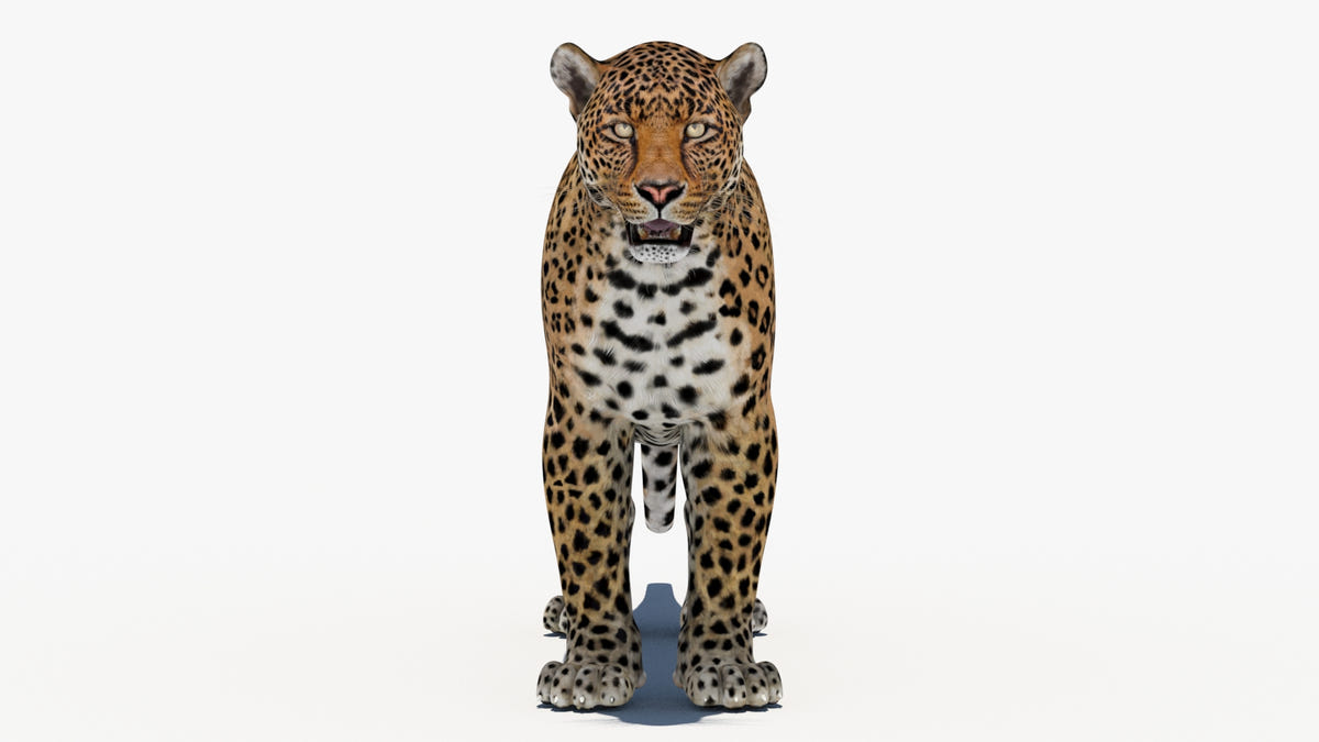 Big Cats 03 3D Model - 360 Degree View