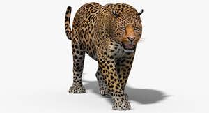 Big Cats 3D Model Animated Thumbnail